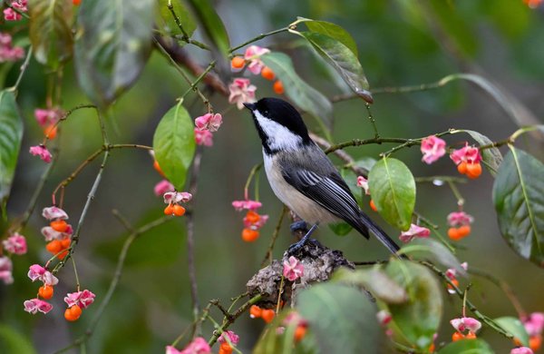 Can Forest Kindergartens Improve Children's Immune Systems and Social Skills?